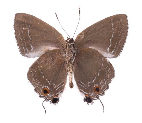 Pilodeudorix korruscans kakumi male UNS